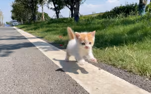 小猫从奶奶的头上一跃而下，就开始狂追我，我是它的爸爸吗？