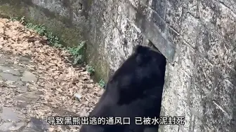黑熊从动物园出逃，近10管麻醉剂将其放倒，园方：“钻墙跑的”。