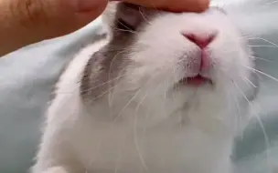 【宠物吃播】摸摸头🥰