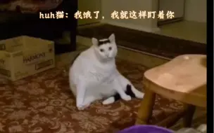 huh猫饿了，就会盯着主人看