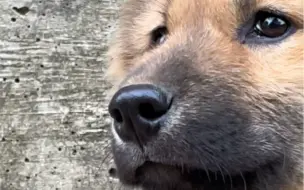 “狗生很长又很短