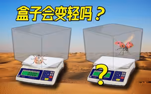 瓢虫起飞盒子会变轻吗？在电梯里飞行会怎样？反直觉的悬空飞行