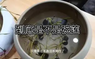 碗莲的另一个品种，还是别的莲子