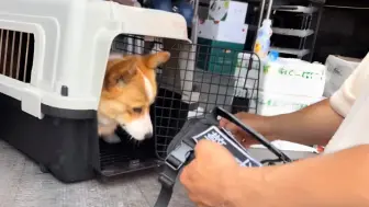 整装待发，福警官也开工啦