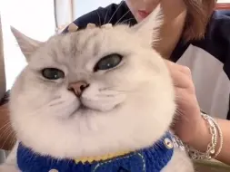 不为五斗米折腰，只因三颗粮变脸#被迫营业的猫猫 #猫猫卖艺 #银渐层 #萌宠 #芬儿头是猫不是猪