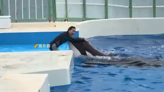 原来虎鲸也喜欢美女