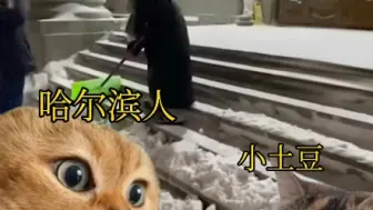 哈尔滨  危机