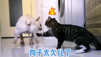 狗子的每一顿打都不是白挨的…真不怨猫