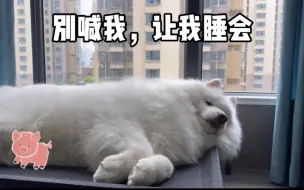 【不是睡就是吃】的小萨摩！