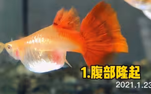 【孔雀鱼】一眼断定，今晚一定生。