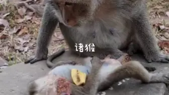 小臭宝