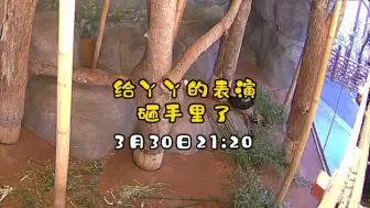 孟菲斯骚操作，想给丫丫表演反搞砸