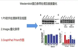 研途指南:western blot(WB)蛋白条带处理及数据量化  PS处理条带-ImageJ量化条带-Graphpad统计作图，一次搞定科研三巨头。