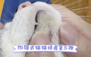 沉浸式猫咪挤痘去黑头～第三弹