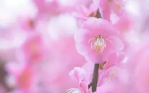結城神社の梅が満開 2021【4K】