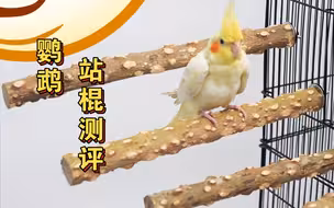 养鹦鹉不花冤枉钱，5种类型站棍测评