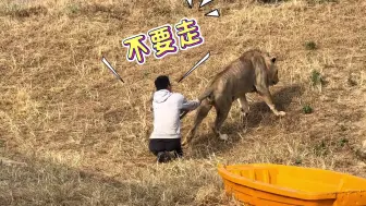 铲屎官“招狮逗虎”的日常，小狮子：这段感情太拥挤，我退出！