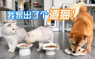 我家出了个渣猫，不仅会偷吃女朋友的粮，女朋友被欺负了只会躲