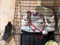 贝拉今年的游泳季到的有点早多多的亲爹被小羊抢了无法抵挡的萌蠢吃货白会玩所有玩具的小美拖（动词）鞋大王胡小羊！