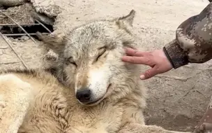 什么是狼王？