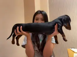 《腊肠犬•记录片》