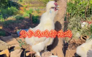 乌鸡种公鸡竞选开始了，胜者为王 败者阉掉