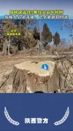 盗窃坟头百年柏树，缺德又犯法！#延安头条#