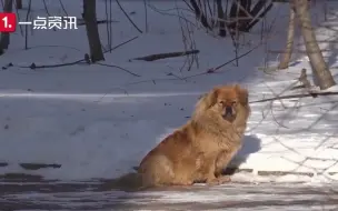 辽宁版忠犬八公！主人去世 狗狗原地守候5年每天望向主人来的方向