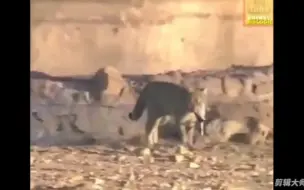 野猫抓到了一只鸟，然后老鹰来了