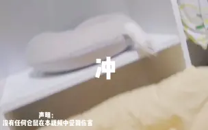 爷爷奶奶带大的仓鼠