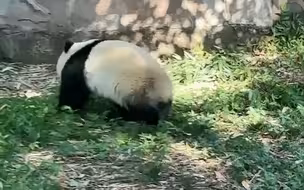 渝爱跑过去，妈妈马上用手接住渝爱，二顺妈妈的母爱溢出了屏幕#大熊猫渝可渝爱  #重庆动物园 #萌宠出道计划