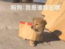 狗狗：我是谁我在哪？