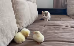 小猫咪看到小鸡仔会有什么反应