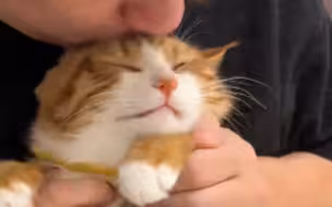 亲每只猫的不同反应