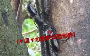 【护妻狂魔】黑鬼艳锹甲VS长颈鹿锯锹