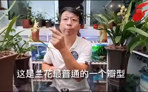 给新手推荐几款好养的兰花