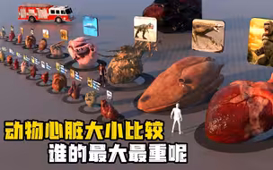 动物心脏大小比较，谁的最重最大呢！！！