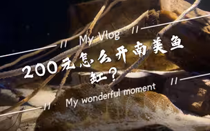预算不够？200元南美缸来了！