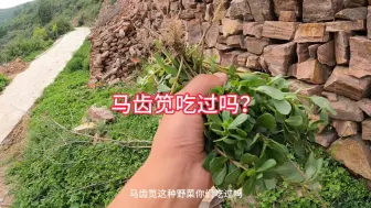 山居日常，马齿笕你们吃过吗？