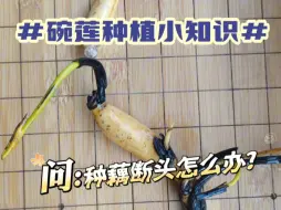 【第076期】碗莲断头，一棵变俩！碗莲种藕断头了怎么办？先别着急扔掉，大部分情况都是可以种成活的！