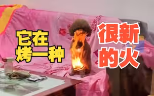 狗子身上“起火”淡定坐着不动