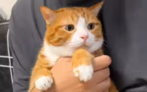 无论你贫穷还是富有，猫都不会理你