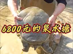 花6800包下甲鱼养殖场里的泉水塘，抓完鱼去里面捡漏，看看还能上多少货！