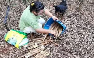 大山里的竹笋又肥又嫩，农村姑娘掰来送给粉丝，山货抖起来