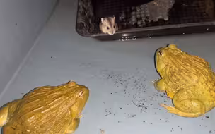 仓鼠:下去洗个澡,下一秒吱吱吱