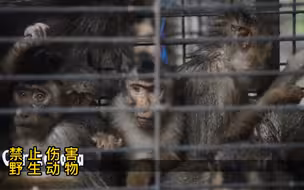 完整的交易猴子的视频