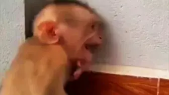 小猴子被气哭了