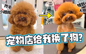 狗狗4个月没修毛有多丑？小泰迪做造型堪比整容现场，反差好大！
