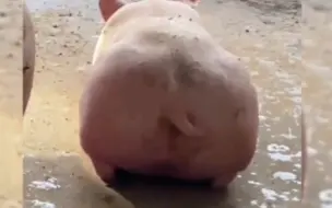 猪猪尾巴，活力十足