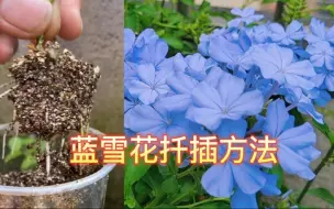 分享蓝雪花扦插方法，这样做长根快成活率高，十五天就可以生根！